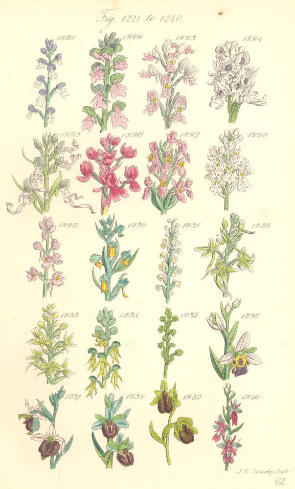 ORCHIS FLOWERS. Dwarf Man Monkey Marsh Frog Musk Bee Spider Drone. SOWERBY 1890